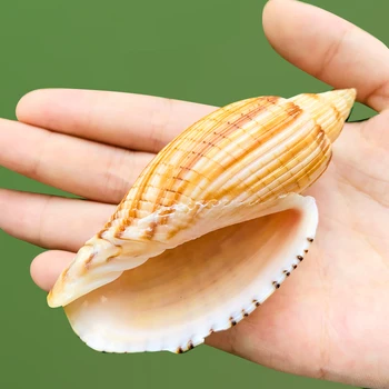 9-10 cm Nového Kukurica Slimáky Seashell Kukurica Conch Vzor Beach Decor pre Domáce akvárium a Záhradné Akvárium DIY Dekorácie Shell